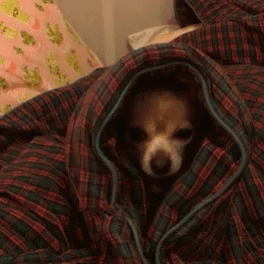 a small dog in a blanket